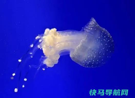 世界上最致命的水母，澳洲方水母可以在三分钟之内