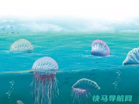世界上最致命的水母，澳洲方水母可以在三分钟之内