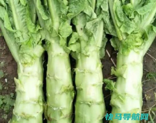 莴笋里面变红还能吃吗？吃莴笋可以降血压吗？